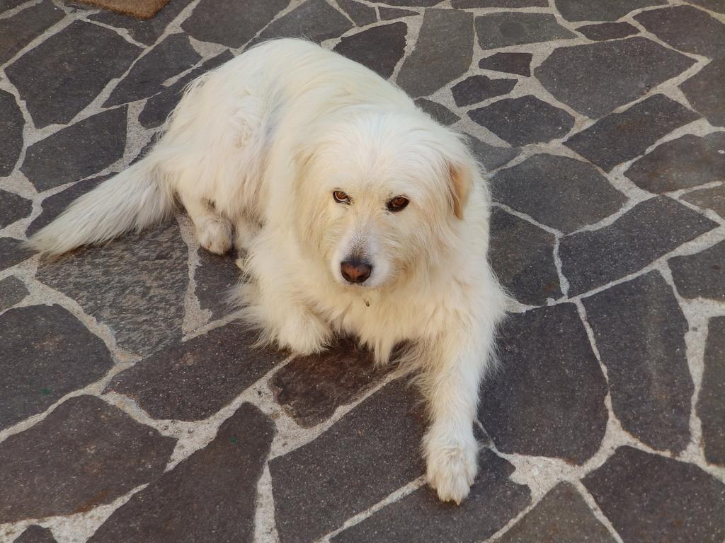Sa Chessa B&B Ploaghe Buitenkant foto